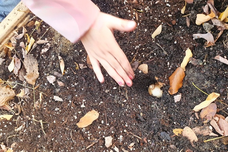 Kinderhand legt eine Blumenzwiebel in die Erde