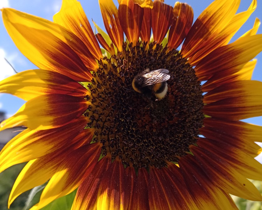 Biene auf einer Sonnenblume